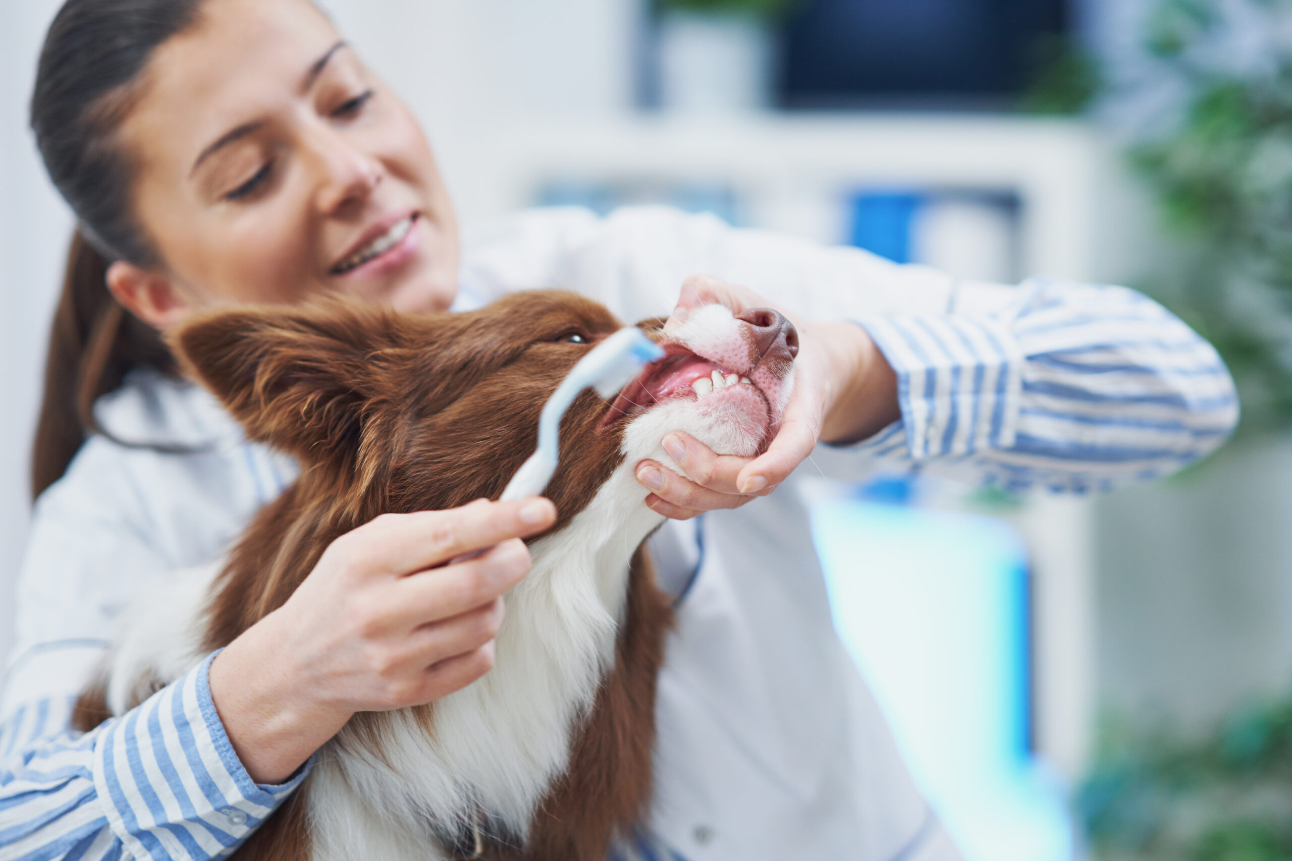 Benefits of Dog Teeth Cleaning