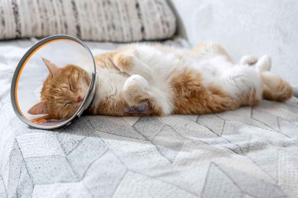 cat-spay-aftercare-first-24-hours-guide