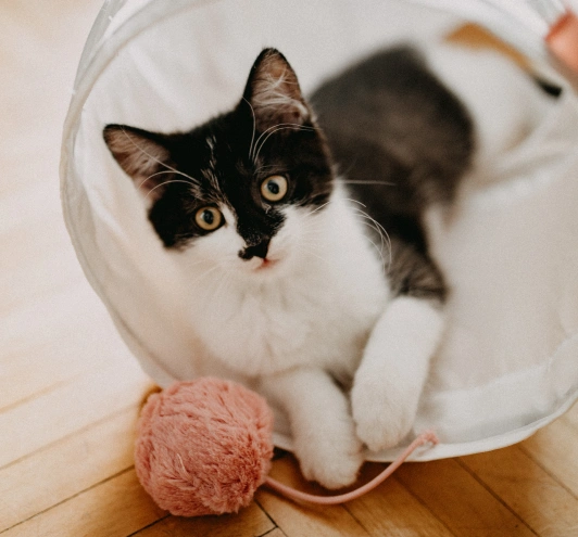 How Often Should Your Cat See the Vet for Dental Care