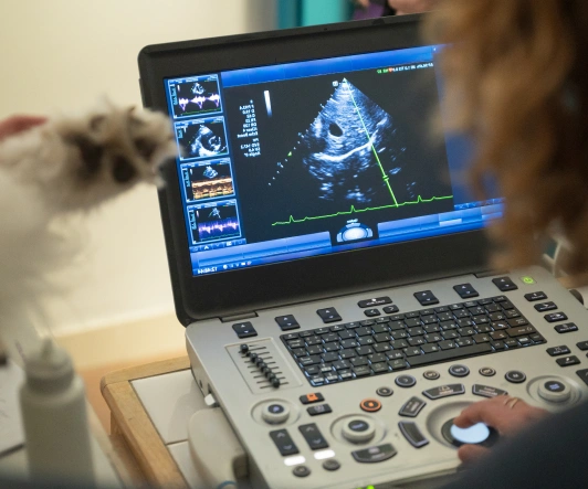 Ultrasound Imaging for a Closer Look