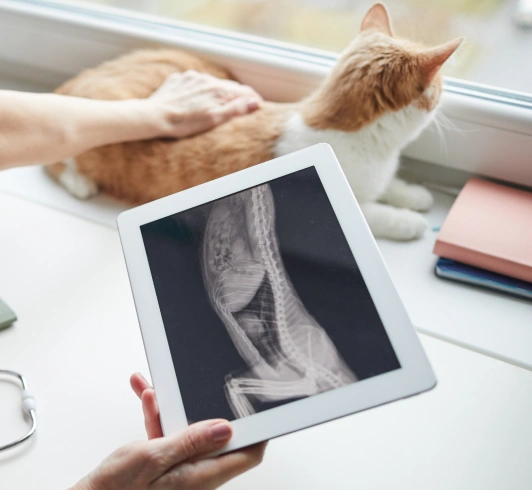 Cat Diagnostic Care