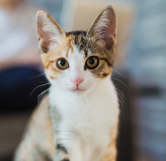 Helping Your Cat Heal Comfortably at Home