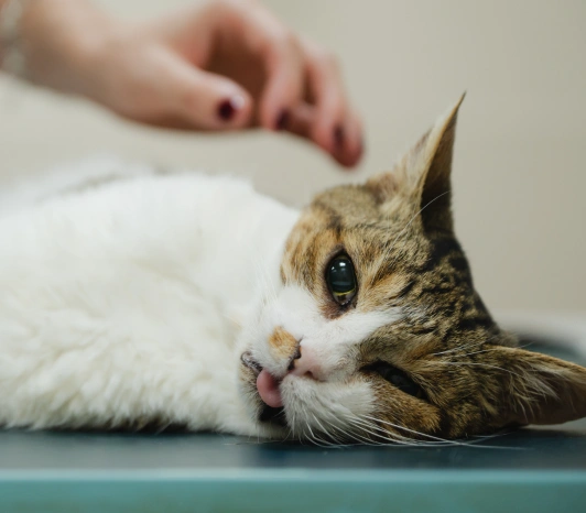 Keeping Your Cat Calm With Careful Anesthesia