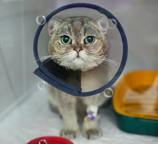 Cat Surgery