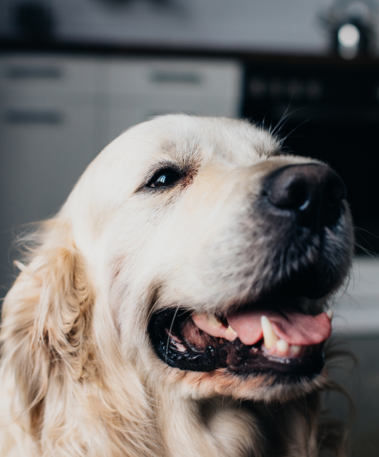 A Closer Look at Our Dental Services