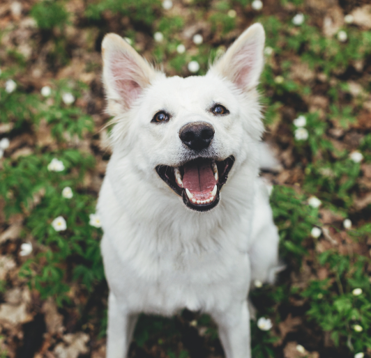 Dog Dental Care