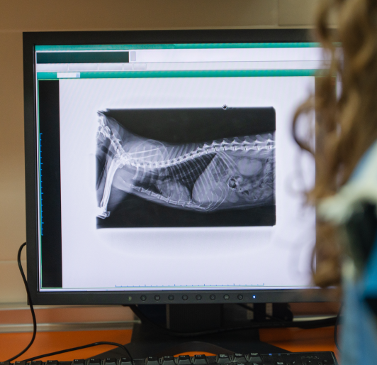 Dog Diagnostic Care