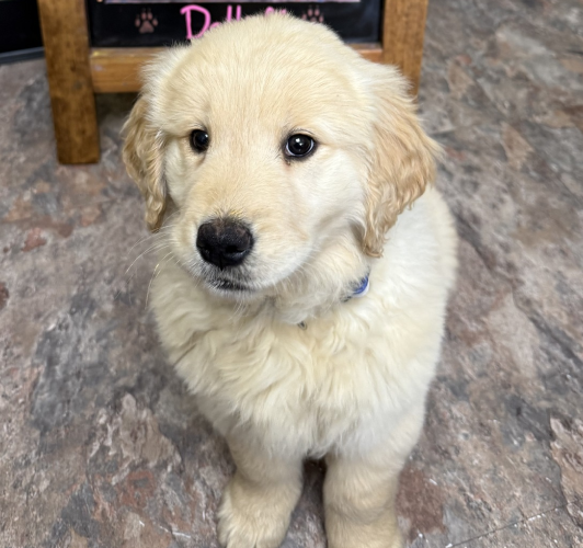 Dog Preventative Care