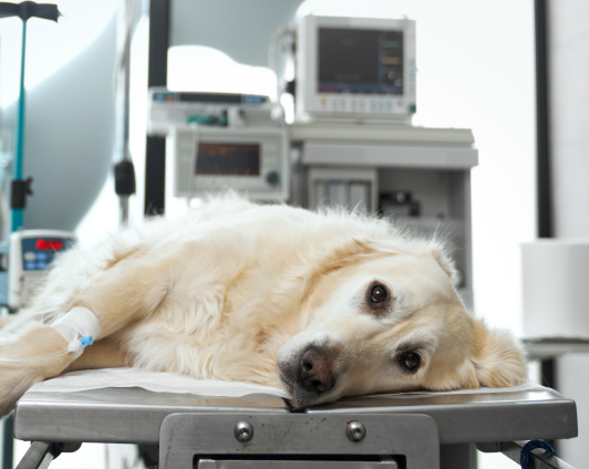 A Calm Approach to Anesthesia