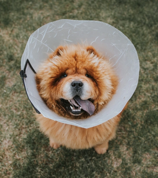 What to Expect on the Day of Surgery