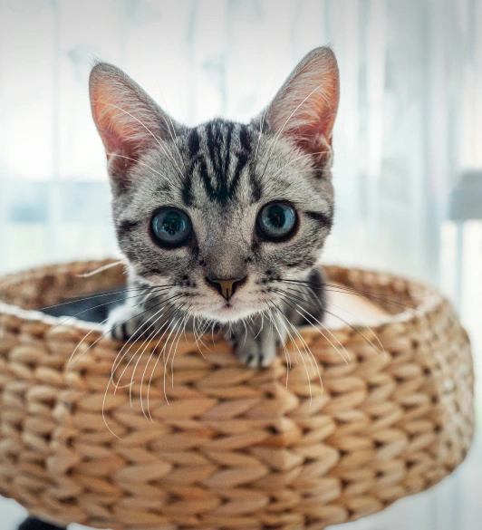 Everyday Habits That Help Your Kitten Thrive
