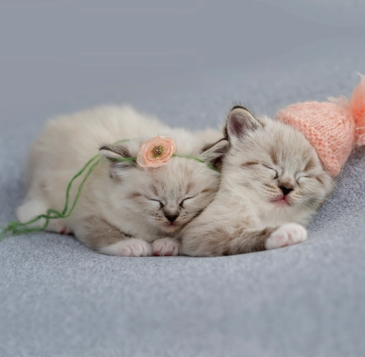 Kitten Care