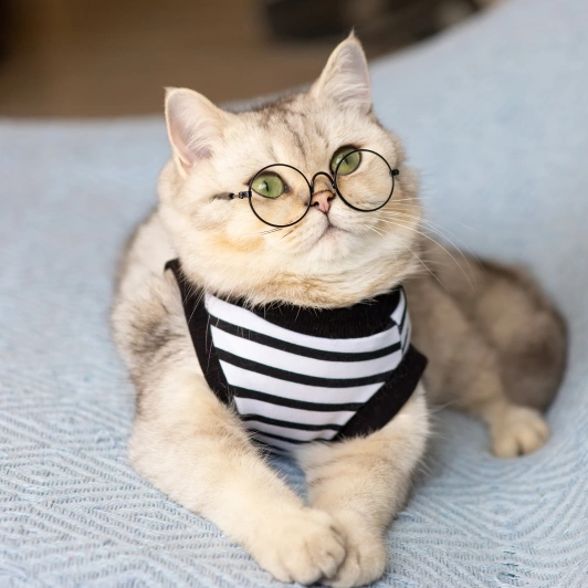 Senior Cat Care