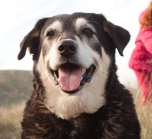 Tailored Care for Older Dogs