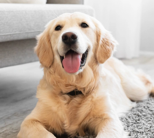 The Role of Preventive Care in Aging Dogs
