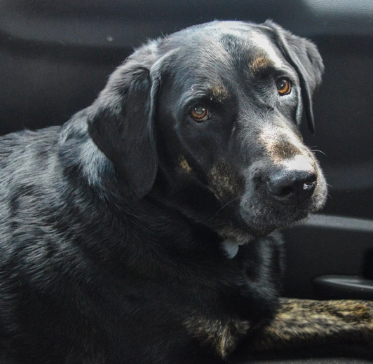 Senior Dog Care