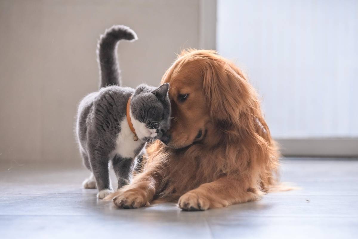 how-urgent-pet-care-helps-pets-recover-faster