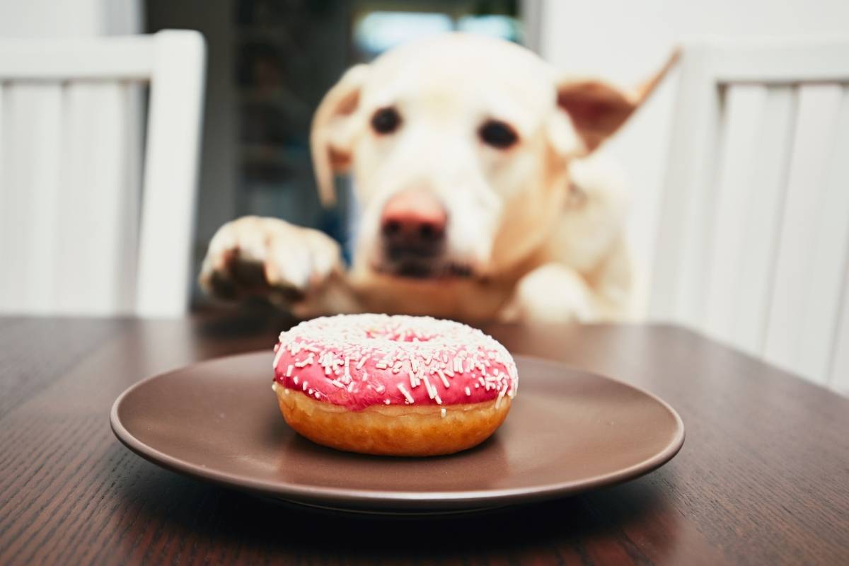 what-vets-recommend-you-stop-feeding-your-pet-before-surgery