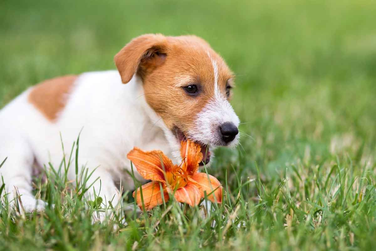 regular-wellness-visits-reduce-urgent-pet-care