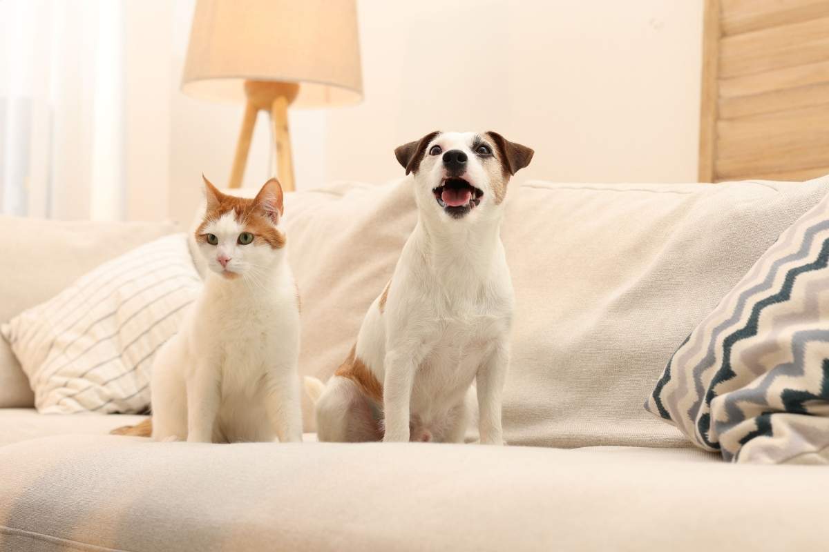 vet-approved-blood-tests-before-surgery