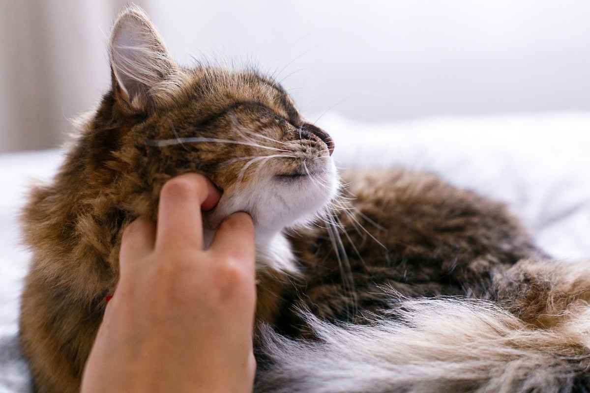 vet-approved-home-remedies-for-dog-ear-infections