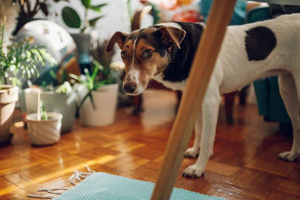 why-is-my-dog-walking-in-circles