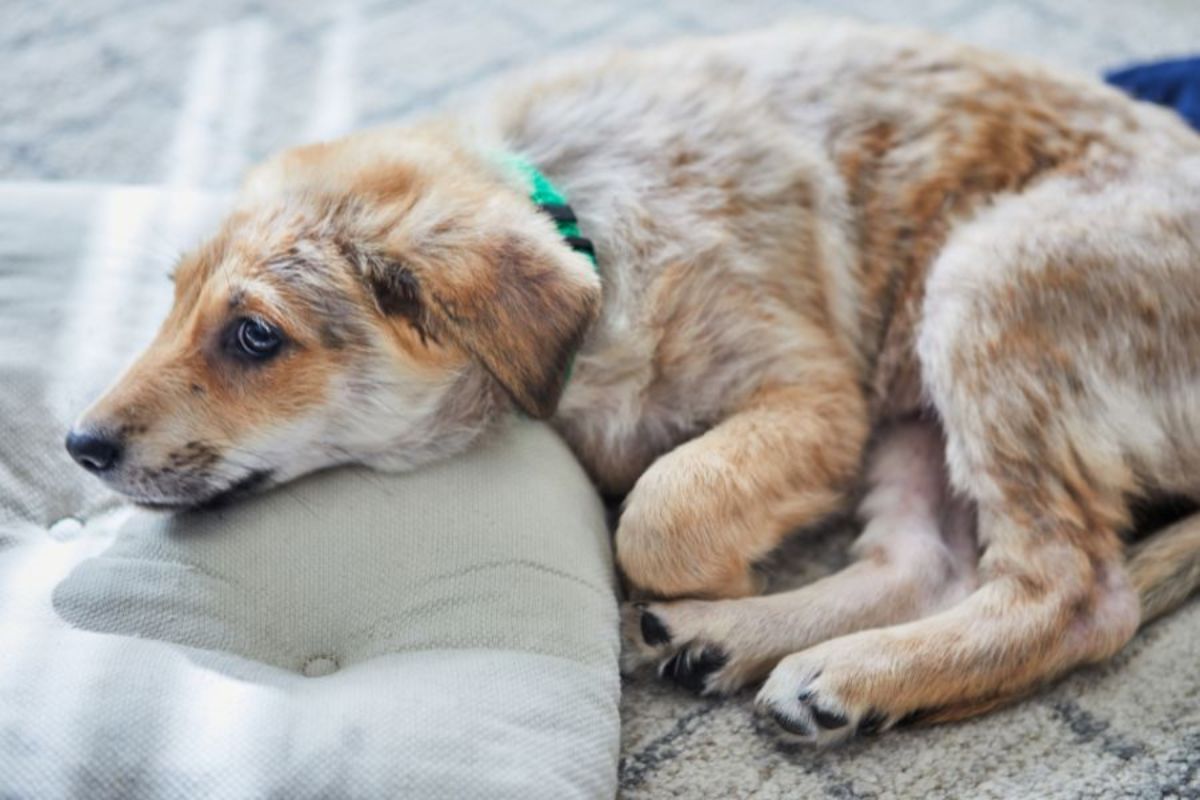 heatstroke-in-pets-signs-first-aid-prevention