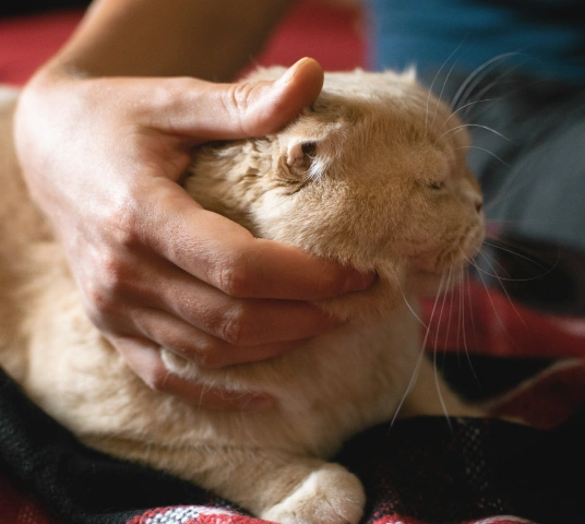 Close-up of a person gently cradling a cream-colored cat's face with one hand, calming the cat before a veterinary examination.