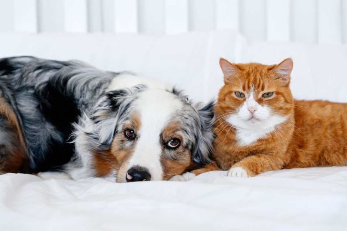 temperature-changes-affect-dogs-cats